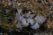 Reteporella grimaldii dentelle de neptune-Acores St Maria Pedri mha-27m-20170818-Denis-ADER-DSC_9231_tn_tn
